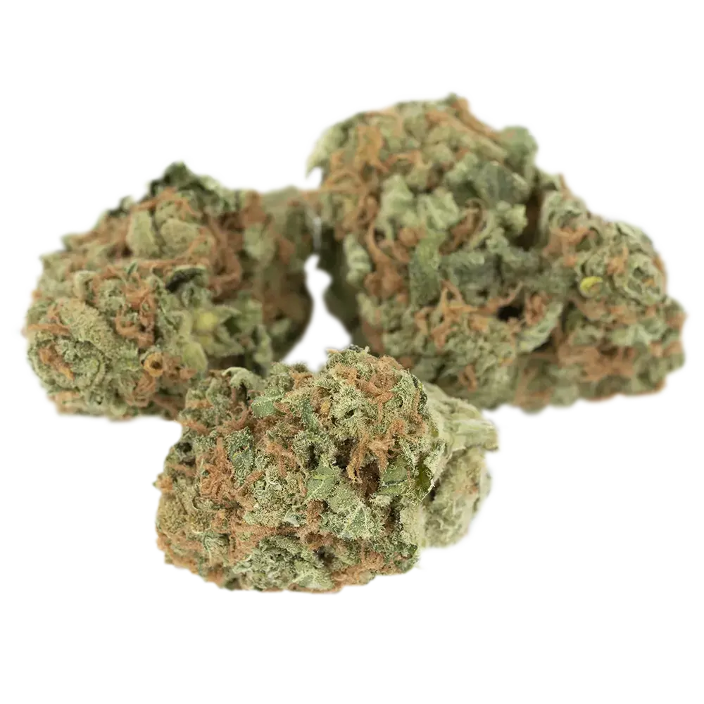 Luana 24/1 GSC